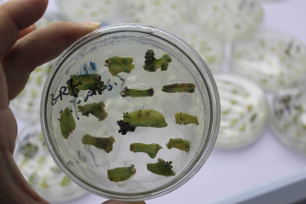 外植体侵染 外植体侵染