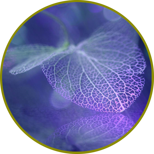 植物转基因