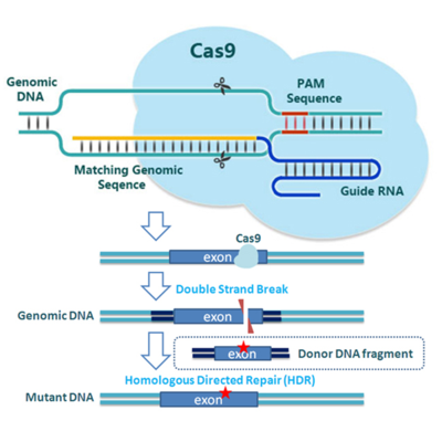 植物crispr/cas9基因编辑敲除突变敲入技术服务外包 genebreed-凯益